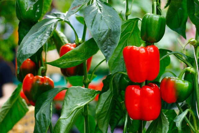 Red Bell Pepper